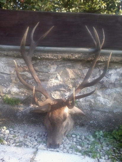 Ruja 2011