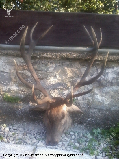Ruja 2011