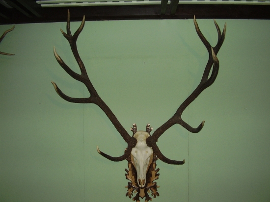 kamaratov nalez-uhyn 2002