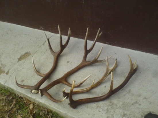 najdene na sobotnajsom scitani zveri