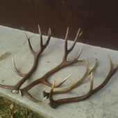 najdene na sobotnajsom scitani zveri