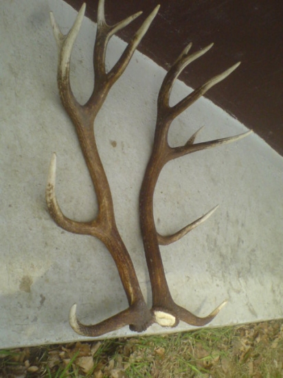 najdene na sobotnajsom scitani zveri