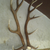 najdene na sobotnajsom scitani zveri