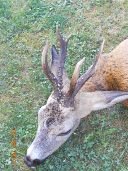 bratovi sa zadarilo...