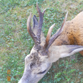 bratovi sa zadarilo...