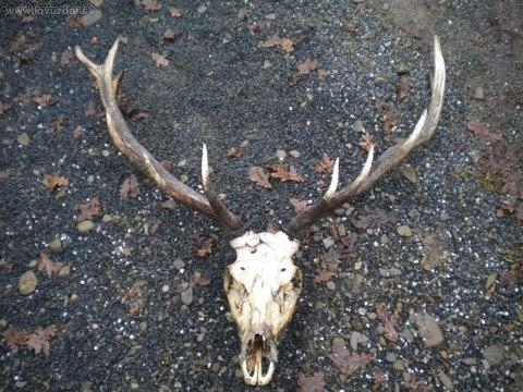 kamaratov nalez na dnesnej spol. pol.