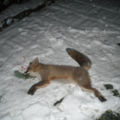 mala smolu...prisla na zahradu