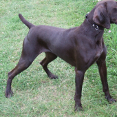 ada