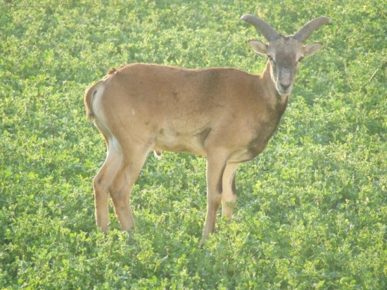 muflon mladenec
