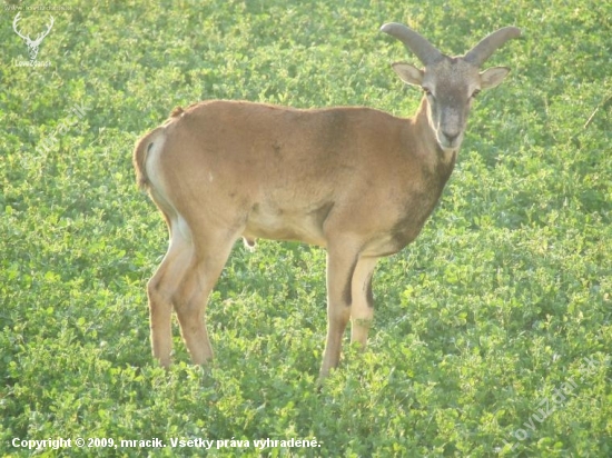 muflon mladenec