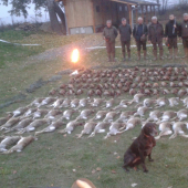 zajac50ks bazant98ks