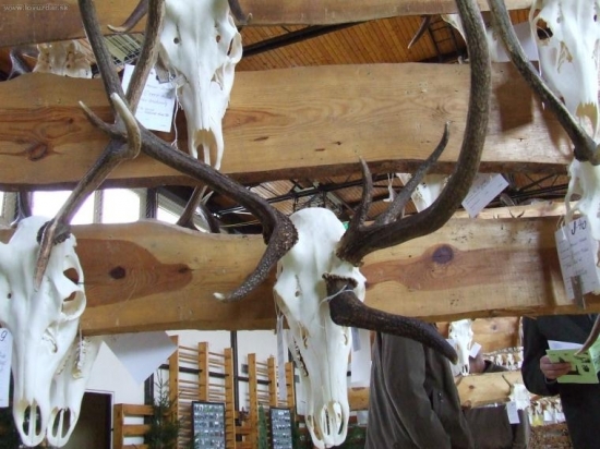 abnormalita u jelena