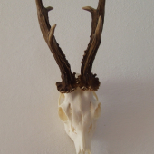 3.vekova