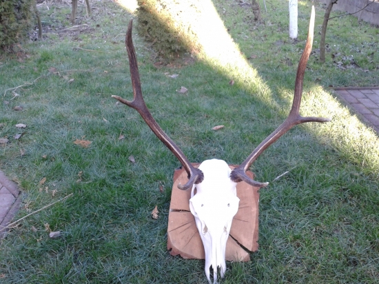 šestoráčik po úprave