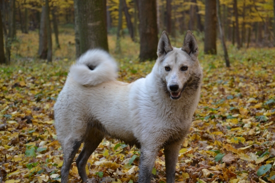 Západosibírska lajka