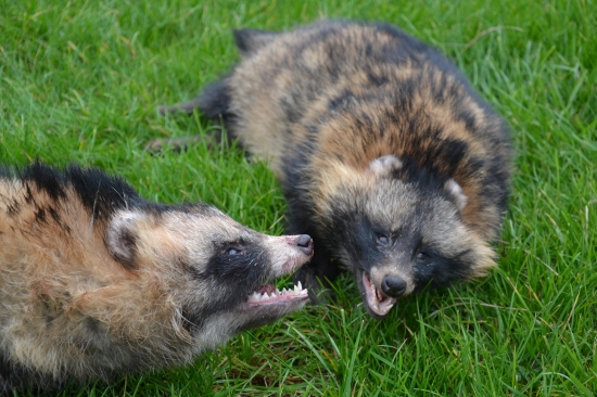 úlovok dvoch psíkov medvedíkovitých