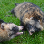úlovok dvoch psíkov medvedíkovitých