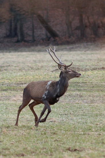 Škoda že neprišiel v čase lovu...