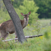 za stromom stála  smutne pozerala...