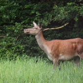 Najskôr opatrná mamina...
