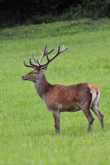 mladý štrnástorák