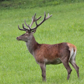 mladý štrnástorák