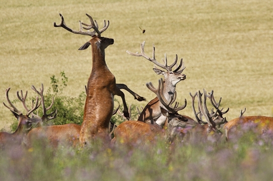 Netlač sa lebo uvidíš...!