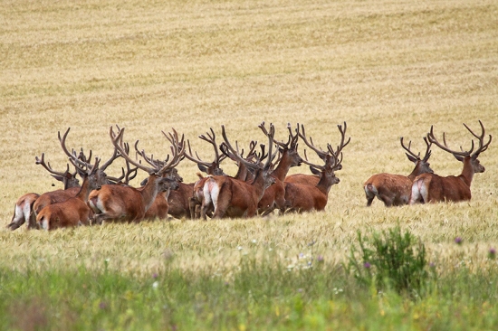 Prišli v silnej zostave...