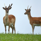 raritka a vytlčený špicák