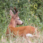 Kde je tá moja nevesta...