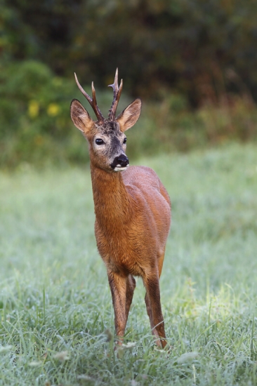 v jedno pekné ráno...