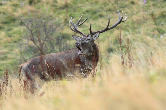so zatajeným dychom