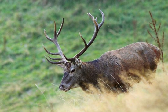 namosúrený staršina