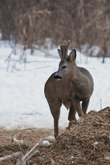 srnček na krmovisku