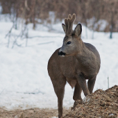 srnček na krmovisku