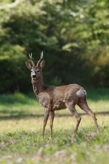 Mladý ale už medajlový