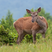 vyzerá že ešte nosí...