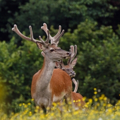 Jelením chodníčkom