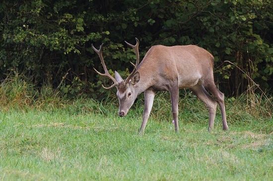 podvečerný desatoráčik