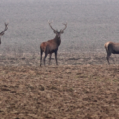 Zháňame niečo pod zub, nevieš o niečom...?