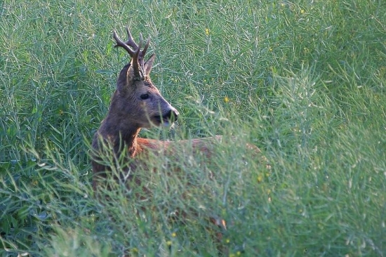Kráľ repkového poľa