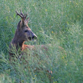 Kráľ repkového poľa