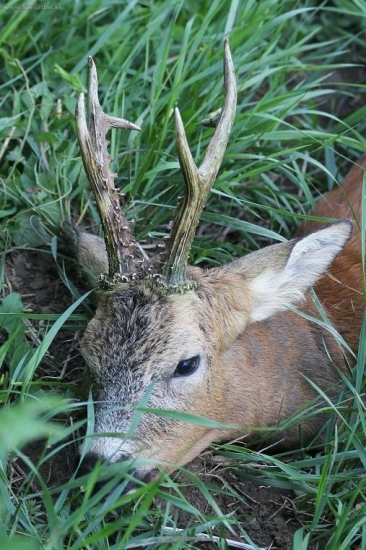 Kráľ z repkového poľa dokraľoval