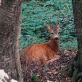 Nečakané stretnutie...