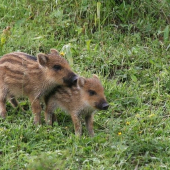 Dnes sme sa ale dobre navymýšľali, že...?
