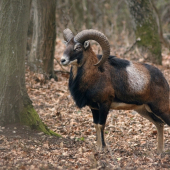 Mufko