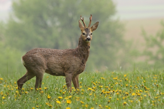 Čapicu dal už dolu :-)