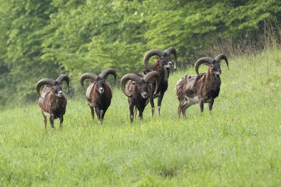Celkom nádejná partička