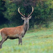 Prekvapený jelenčok :-)