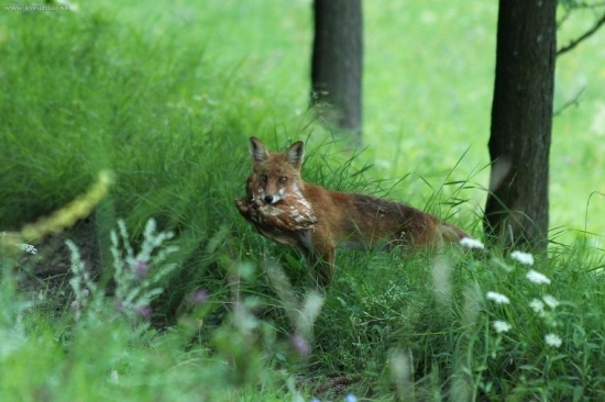 Prichytená zlodejka...